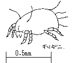 AM[̌ƂȂ̂́u`_jvłB̑傫͖0.5mm