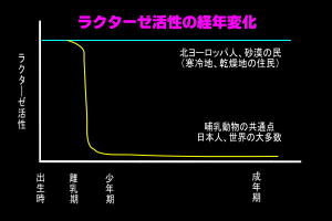 ラクターゼ活性の経年変化
日本人の場合、“乳糖”を分解する酵素である「ラクターゼ」は離乳期を境に活性が弱まる。