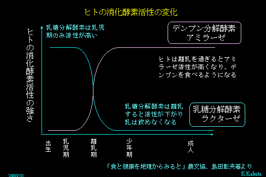 ヒトの消化酵素活性の変化

　日本人の場合、“乳糖分解酵素”である「ラクターゼ活性」は乳児期のみ活性が高く、離乳期を境に下がる（＝飲めなくなる）
　逆に、離乳期を過ぎると“デンプン分解酵素”である「アミラーゼ活性」が高くなり、デンプンを食べるようになるのが“自然”